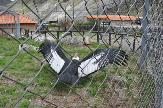 Condor abre as enormes asas na sua gaiola na região dos Andes venezuelanos, perto de Mérida